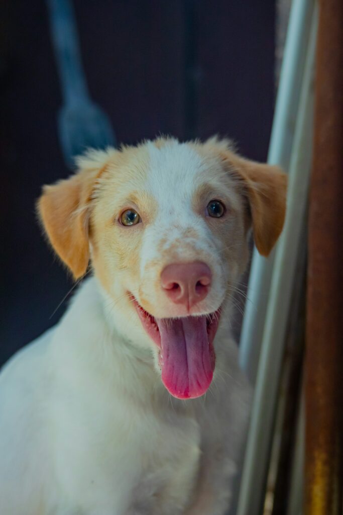 insured dog walking service cardiff paws