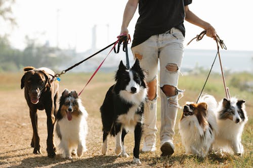 dog walker with group of dogs enjoying a park walk in cardiff